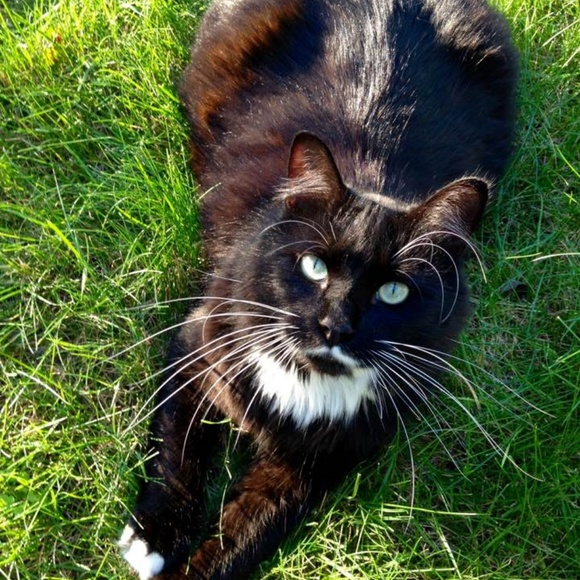 Meet your Posher, Tracey - Picture 5 of 7